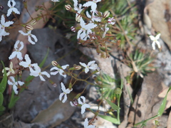 Stylidium spinulosum