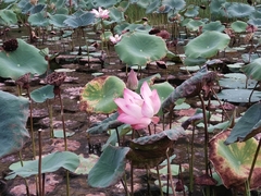 Nelumbo nucifera
