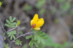 Chamaecrista greggii