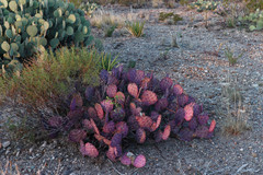 Opuntia azurea