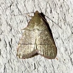 Hypsopygia nostralis