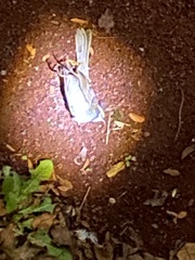 Zonotrichia albicollis