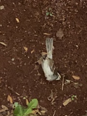 Zonotrichia albicollis