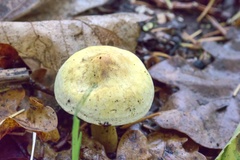 Tricholoma sulphureum
