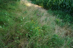 Trifolium alexandrinum