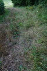 Trifolium alexandrinum