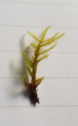 Brachythecium rivulare