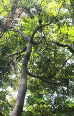 Centrolobium tomentosum