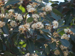 Eucalyptus patens