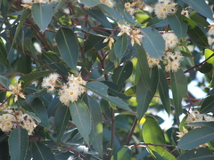 Eucalyptus patens