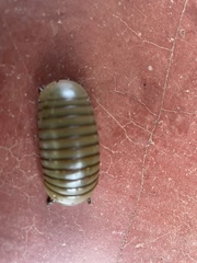 Arthrosphaera