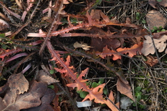 Taraxacum pectinatiforme