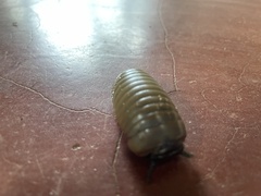 Arthrosphaera
