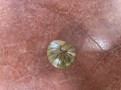 Arthrosphaera