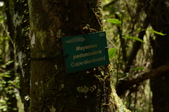 Maytenus peduncularis