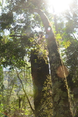 Maytenus peduncularis