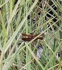 Neurothemis fluctuans