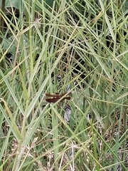 Neurothemis fluctuans