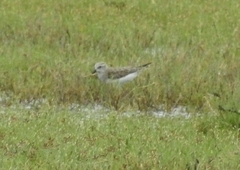 Calidris minuta