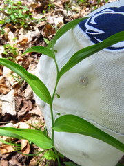 Polygonatum biflorum biflorum