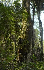 Cryptocarya transvaalensis