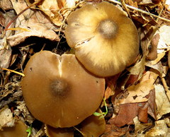 Entoloma vernum