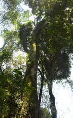 Cryptocarya transvaalensis