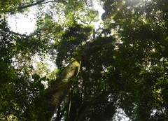 Cryptocarya transvaalensis