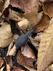 Leptocarabus