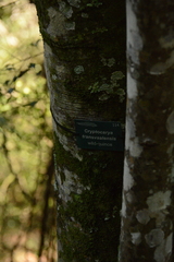 Cryptocarya transvaalensis