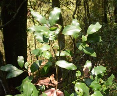 Cryptocarya transvaalensis