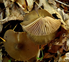 Entoloma vernum
