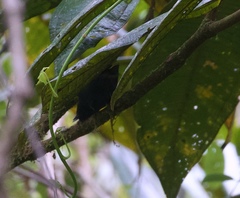 Scytalopus femoralis