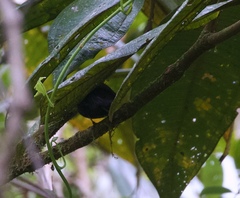 Scytalopus femoralis