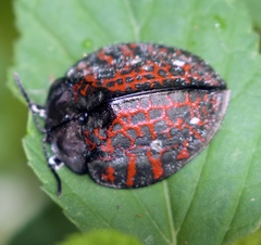Cyrtonota