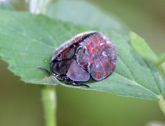 Cyrtonota