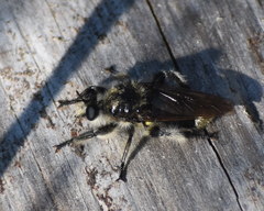 Laphria cinerea