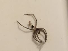 Araneae