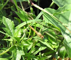 Brachythemis contaminata