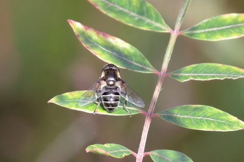 Black-shouldered Drone Fly photo 6