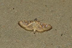 Cotachena histricalis