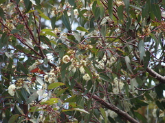 Eucalyptus marginata marginata