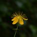 Slender St John's-Wort - Photo (c) Bastiaan, some rights reserved (CC BY-NC-ND)