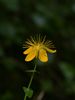 Slender St John's-Wort - Photo (c) Bastiaan, some rights reserved (CC BY-NC-ND)