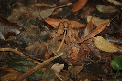 Incilius macrocristatus
