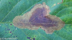 Cameraria betulivora