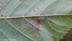 Cameraria betulivora