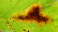 Cameraria betulivora