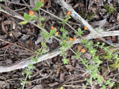 Galium hypocarpium