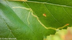 Agromyza alnibetulae